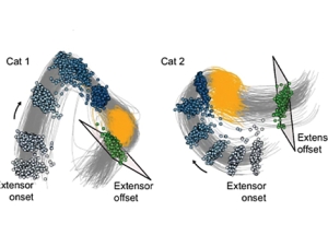 Two side‑by‑side scientific diagrams labeled Cat 1 and Cat 2 showing clusters of colored data points and curved gray lines representing muscle‑activity patterns during movement. Each diagram includes blue, green, and yellow point clusters and marked ‘extensor onset’ and ‘extensor offset’ angles.