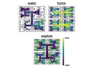 Three maze-like diagrams labeled ‘water,’ ‘home,’ and ‘explore,’ each showing colored paths representing an animal’s movement through the maze. The paths shift from dark purple at the start to bright yellow at the end, indicating progression over time according to the color scale on the right
